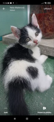 Britská whiskas křížená