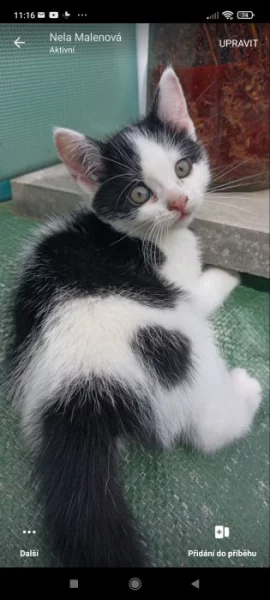 Britská whiskas křížená