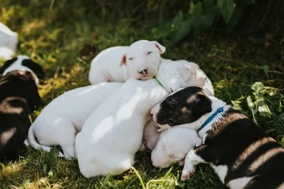 Anglický bulteriér s PP