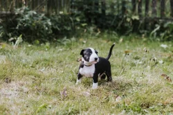 Anglický bulteriér s PP