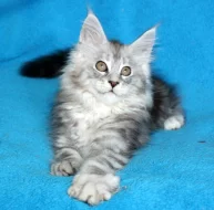 Krásná mainská mývalí koťátka s PP