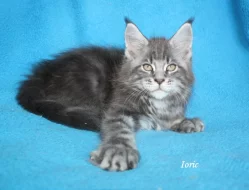 Krásná mainská mývalí koťátka s PP