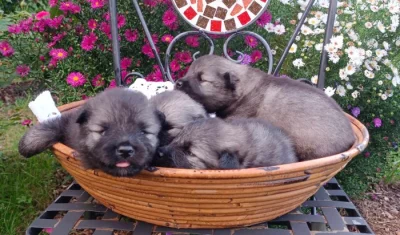 Německý špic vlčí / keeshond prodám krásná štěňata s PP