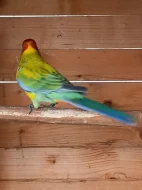 Rozela pestrá- GOLDEN GOLD OPALÍN