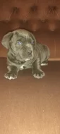 Cane corso štěňátka modré bez pp