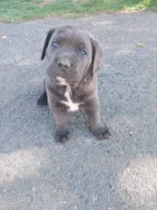 Cane corso štěňátka modré bez pp