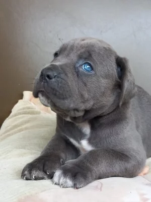 Cane corso štěňátka modré bez pp