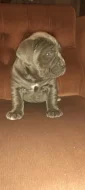 Cane corso štěňátka modré bez pp