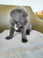 Cane corso štěňátka modré bez pp