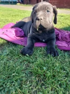 Cane corso štěňátka modré bez pp