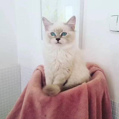 koťátka vzácné Neva Masquerade s PP