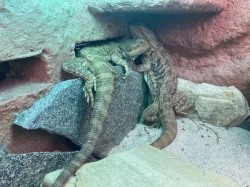 Daruji agamy vousate