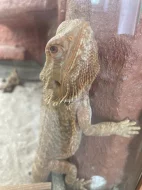 Daruji agamy vousate