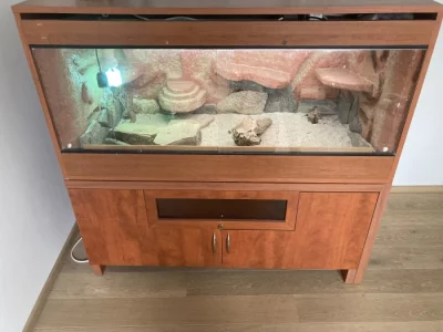 Daruji agamy vousate