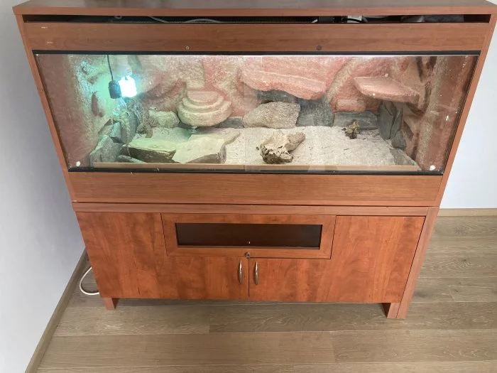 Daruji agamy vousate