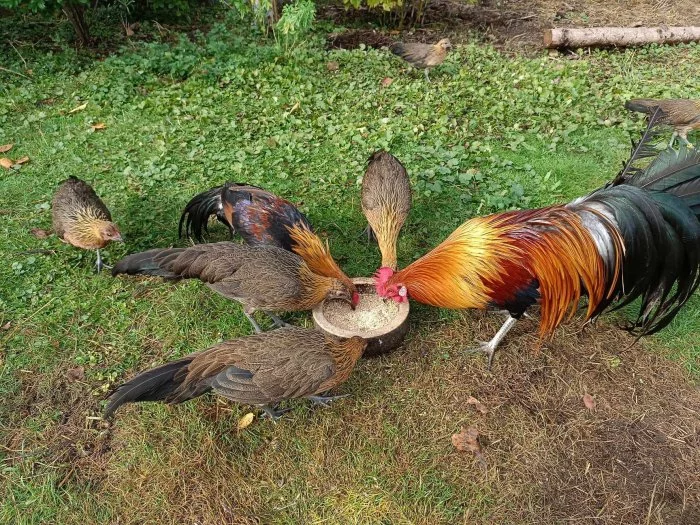 Fénixka zdrobnělá