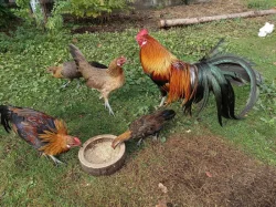 Fénixka zdrobnělá