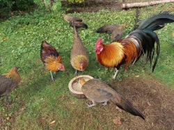 Fénixka zdrobnělá