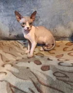 Nabízíme k prodeji koťátka Sphynx bez průkazu původu