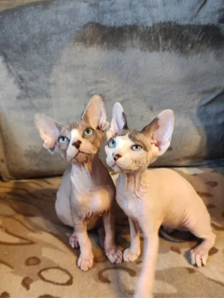 Nabízíme k prodeji koťátka Sphynx bez průkazu původu