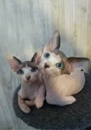 Nabízíme k prodeji koťátka Sphynx bez průkazu původu