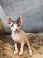 Nabízíme k prodeji koťátka Sphynx bez průkazu původu