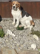 Beagl štěňátka