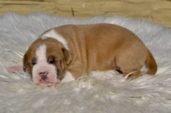 Americký Stafordšírský Teriér štěňata s PP