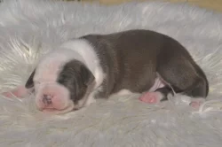 Americký Stafordšírský Teriér štěňata s PP