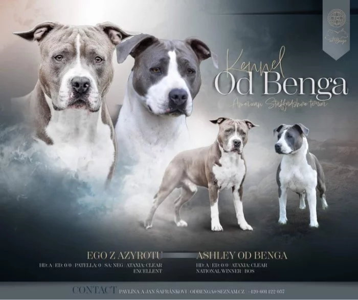 Americký Stafordšírský Teriér štěňata s PP