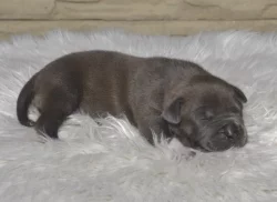 Americký Stafordšírský Teriér štěňata s PP