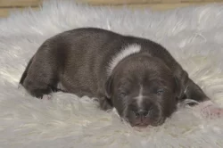 Americký Stafordšírský Teriér štěňata s PP