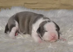 Americký Stafordšírský Teriér štěňata s PP