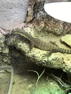 V. glauerti