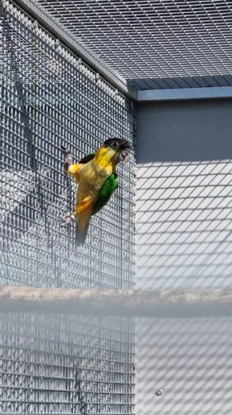 Amazonek černotemenný