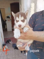 Sibiřský husky