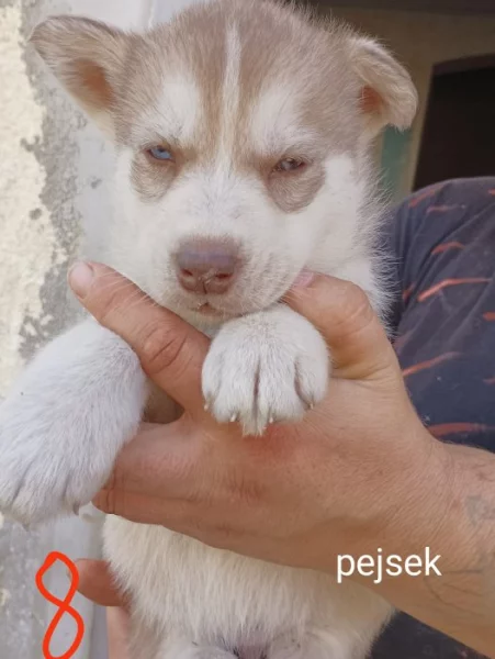 Sibiřský husky