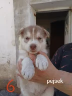 Sibiřský husky