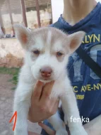 Sibiřský husky