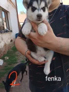 Sibiřský husky