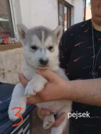Sibiřský husky