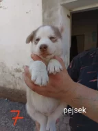 Sibiřský husky