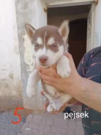 Sibiřský husky