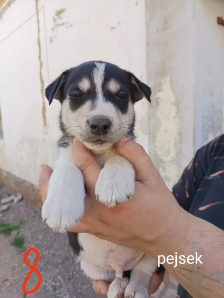 Oříšek