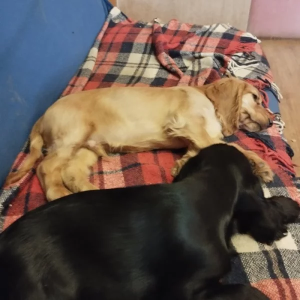 Anglický kokrspanel