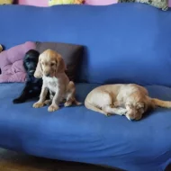 Anglický kokrspanel