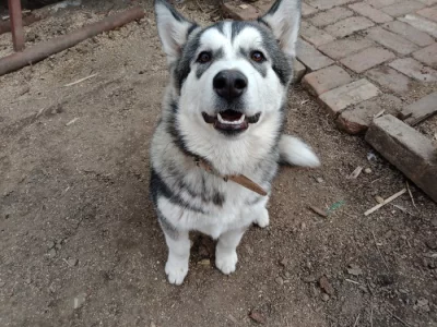 Sibiřská husky