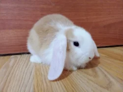 Zakrslý beránek minilop