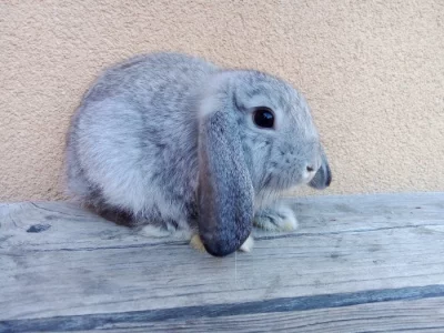Zakrslý beránek minilop