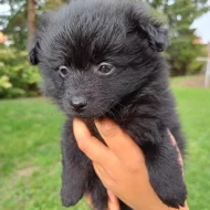 Německý špic/pomerian